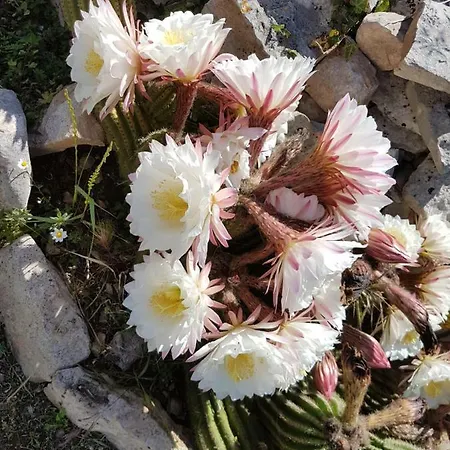 Летний дом I Trulli Di Nonno Giovanni Альберобелло