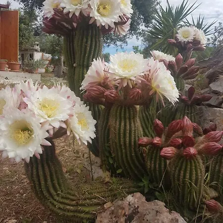 I Trulli Di Nonno Giovanni * אלברובלו