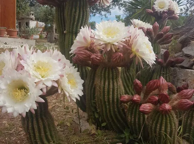 I Trulli Di Nonno Giovanni * Alberobello